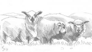 Flock of sheep sketch