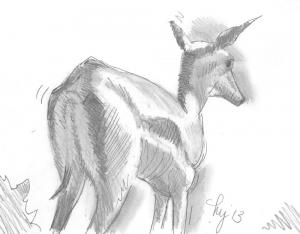 African Deer Drawing