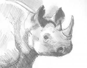 Rhinoceros Head Drawing