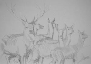 Herd of Deer Drawing