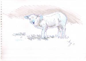 Sketchbook Lamb Sketch
