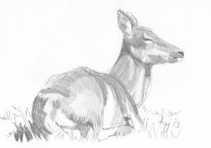 Doe deer lying down sketch