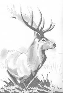 Stag with antlers drawing
