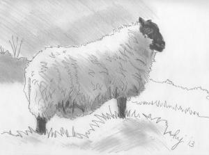 Sheep Sketch