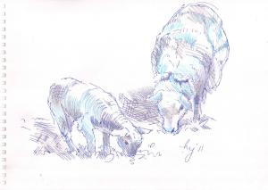 Sketchbook Lamb and Sheep Sketch