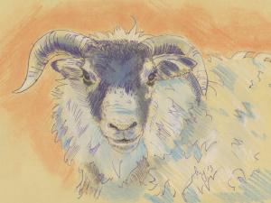 Sheep with horns drawing