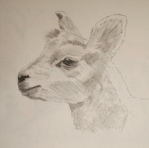 Lamb drawing