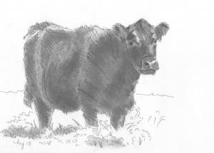 Black cow pencil drawing