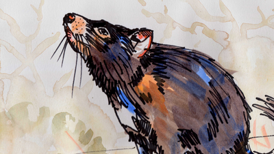 The Sunday Art Show - How to paint a realistic Tasmanian devil using line and wash