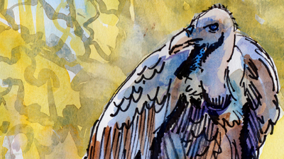 The Sunday Art Show - How to paint a vulture with watercolor