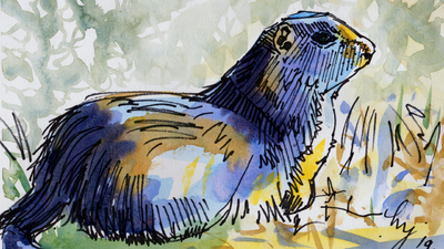 The Sunday Art Show - Uinta Ground Squirrel Watercolor Painting